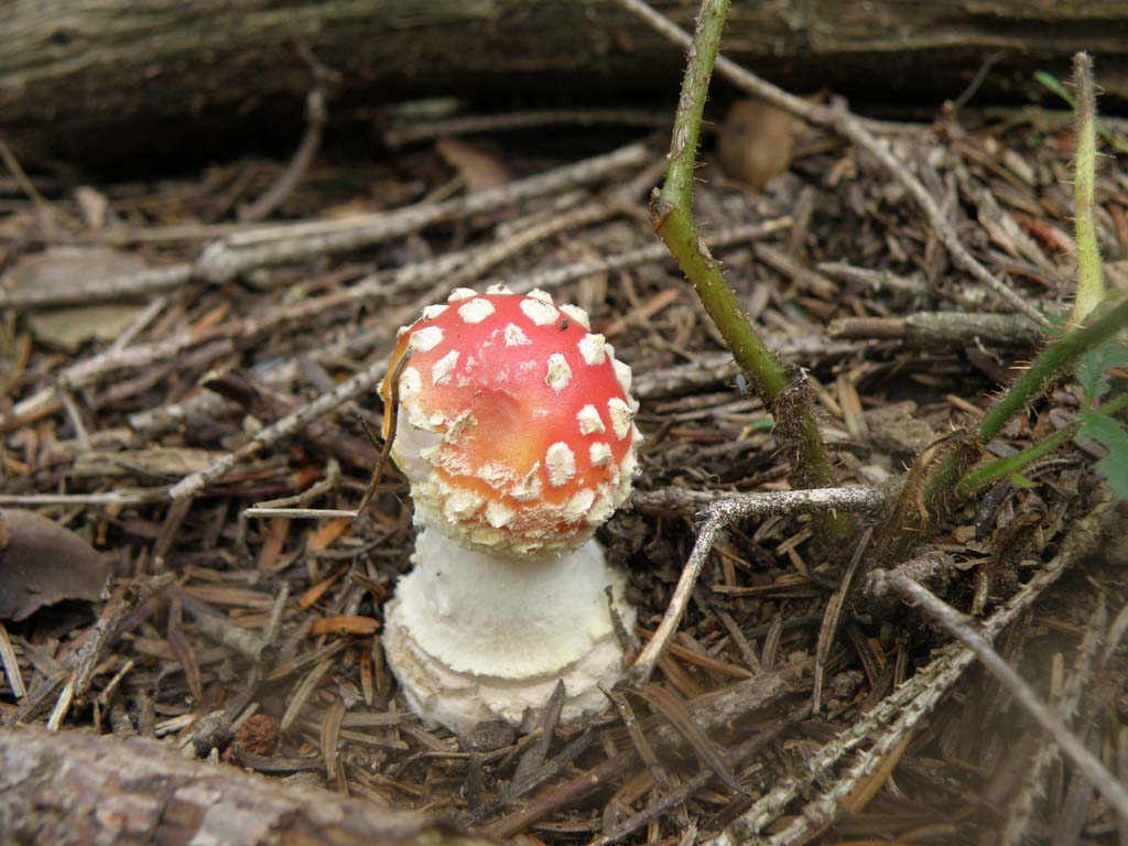 Amanita muscaria